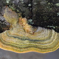 Trametes green SanAgustin DW Ms