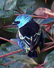 Blue-Necked Tanager - Stilpnia cyanicolis