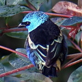 Blue-Necked Tanager - Stilpnia cyanicolis