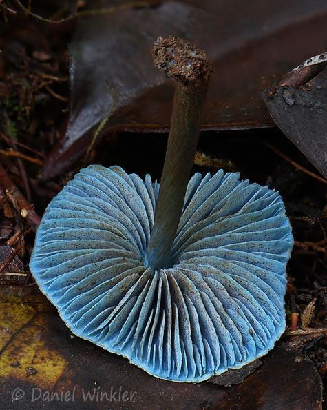 Entoloma azureoviride gills Villagrazon DW Ms.jpg