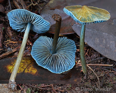Entoloma azureoviride Disp Villagarzon DW Ms
