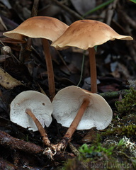 Gymnopus af confluens LagunaCocha DW Ms