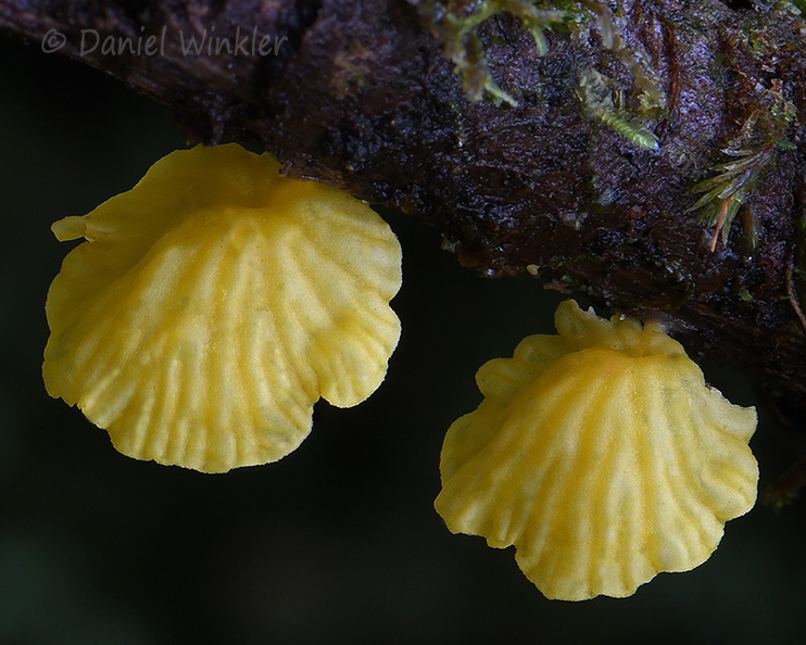 Campanella cap MonteLoro DW Ms.jpg