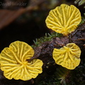 Yellow Campanella seen in Reserva MonteLoro, Narino, Colombia