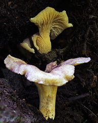 Cantharellus atrolilacinus Pisalito DW Ms