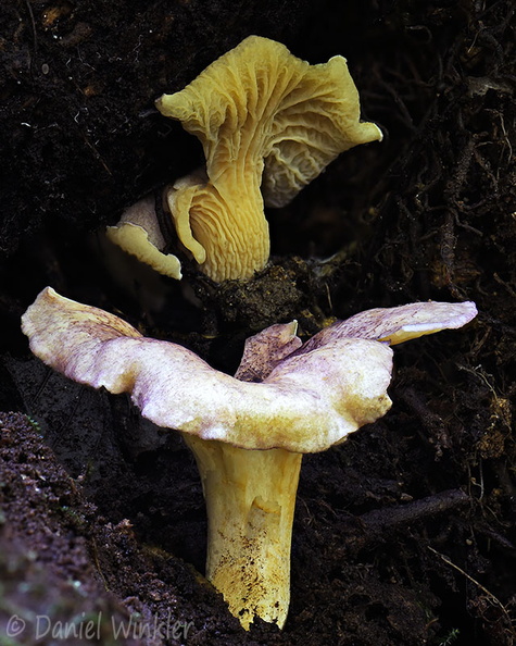 Cantharellus atrolilacinus Pisalito DW Ms.jpg