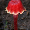 Hygrocybe cantherellus cap seen  in Postal del Sol near Villagarzón, Putumayo, Colombia