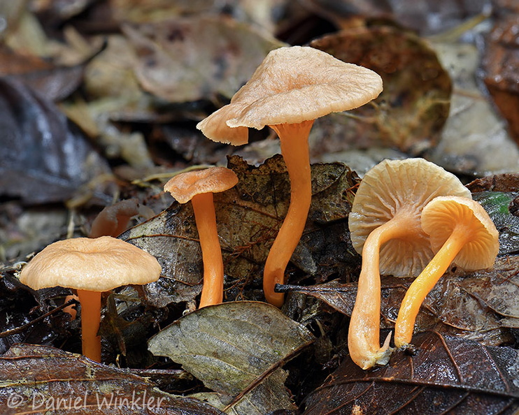 Craterellus ignicolor Q Pitalito DW Ms.jpg