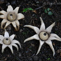 Geastrum SanAgustin DW Ms