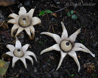 Geastrum SanAgustin DW Ms