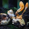 Ophiocordyceps melolonthae 2 Pisalito DW Ms
