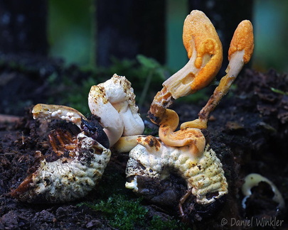 Ophiocordyceps melolonthae 2 Pisalito DW Ms