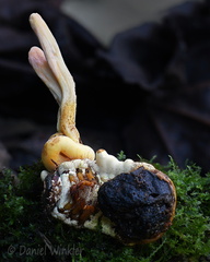 Ophiocordyceps melolonthae 1 DW MS