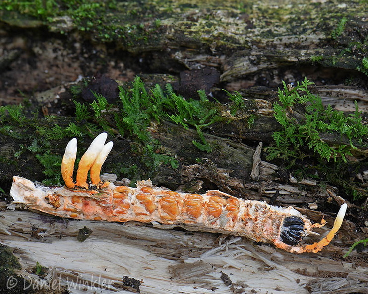 Nigelia martialis SanAgustin DW Ms.jpg