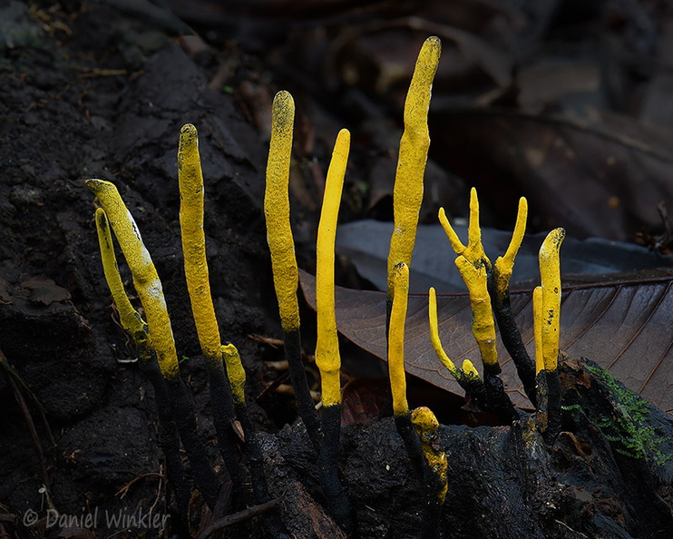 Xylaria yellow PuertoAsis DW Ms.jpg