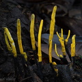Xylaria yellow PuertoAsis DW Ms