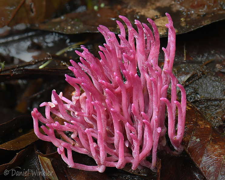 Clavaria zollingeri Portal del Sol DW Ms.jpg