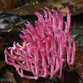 Clavaria zollingeri Portal del Sol DW Ms