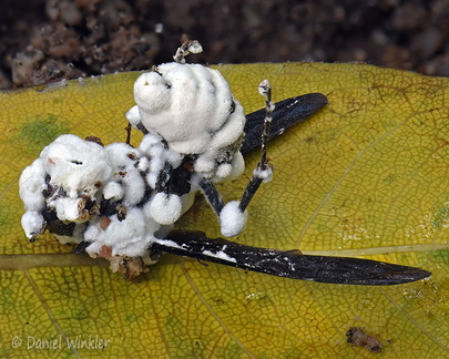 Beauveria wasp SanAgustin DW Ms