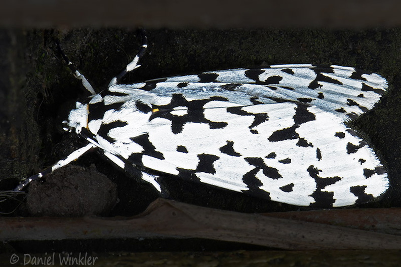 Moth B&W SanAgustin DW Ms.jpg