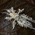 Beauveria loeiensis is digesting a cricket or spider. This fungus is a Cordyceps relative. This parasite fixes the insect to a leave.  Reserva Natural Monteloro, Nariño, Colombia.