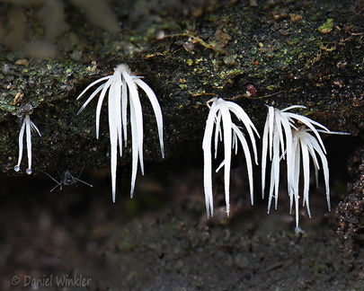 Deflexula subsimplex seen in San Agustin