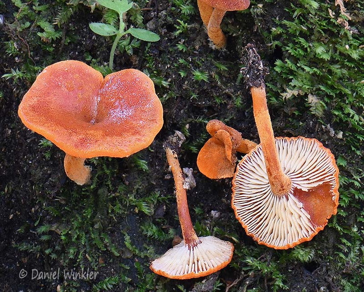 Lactocollybia aurantiaca SanAgustin Cr DW Ms.jpg