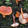 Lactocollybia aurantiaca SanAgustin Cr DW Ms