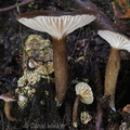 Lactifluus geradii Pitalito DW Ms