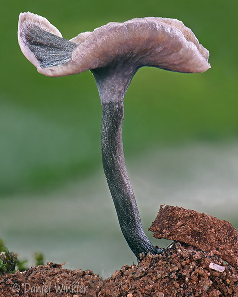 Craterellus Q Pitalito DW Ms.jpg