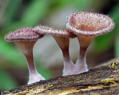 Panus conchatus PuertoAsis DW Ms