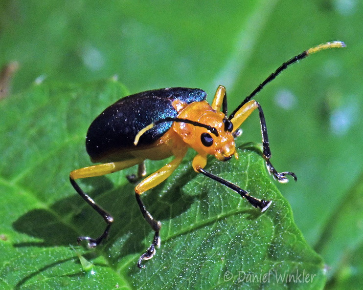 Leaf beetle Megalopodidae Pitalito DW Ms.jpg