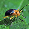 Leaf beetle Megalopodidae Pitalito DW Ms