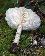 Melanleuca verrucipes gills Haa DW Ms