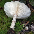Melanleuca verrucipes gills Haa DW Ms