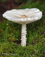 Melanoleuca verrucipes Haa DW Ms