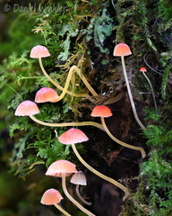 Mycena acicula CheleLa DW Ms