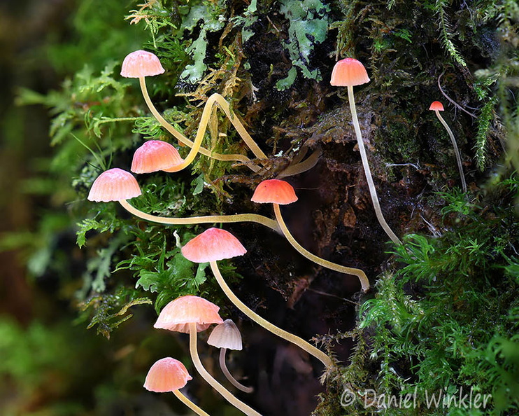 Mycena acicula CheleLa H DW Ms.jpg