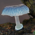 Mycena / Basidopus cf interrupta Tsirang DW Ms