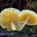 Mycena yellow gills Urgyen DW Ms