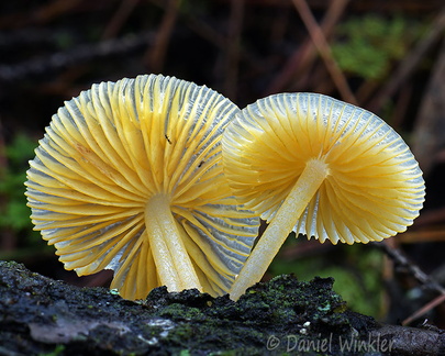 Mycena yellow gills Urgyen DW Ms