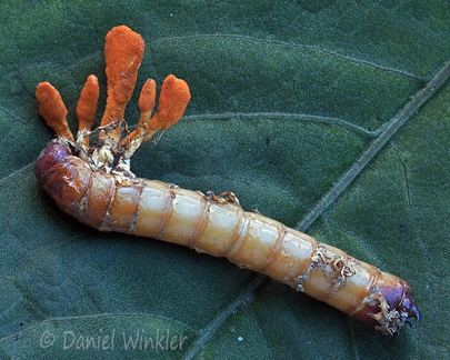 Nigelia martiale Damphu DW Ms