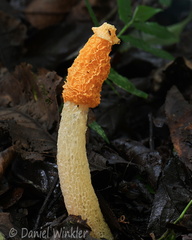 Phallus tenuis? or calongei?