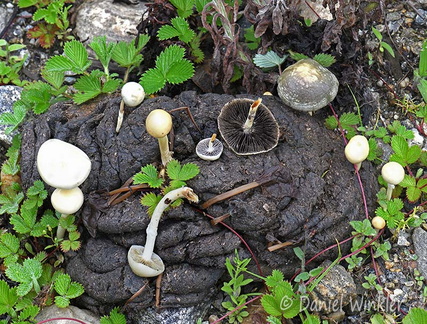 Protostropharia semiglobata cow pie Genekha DW Ms