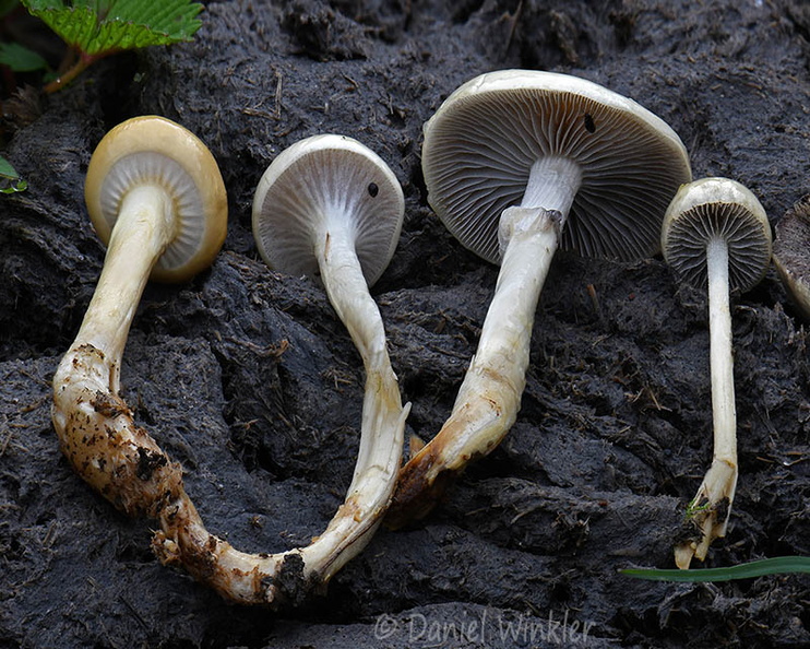 Protostropharia semiglobata gills Genekha DW Ms.jpg