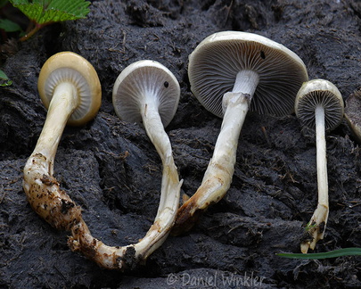 Protostropharia semiglobata gills Genekha DW Ms