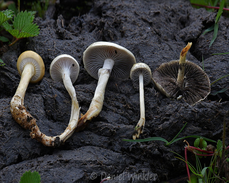 Protostropharia semiglobata old gills Genekha DW Ms.jpg