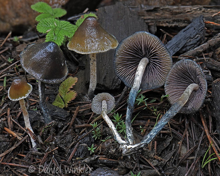 Psilocybe Haa DW Ms.jpg