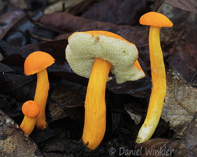 Aureoboletus miniatoaurantiacus Damphu DW Ms