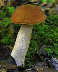Boletus edulis Q CheleLa DW Ms